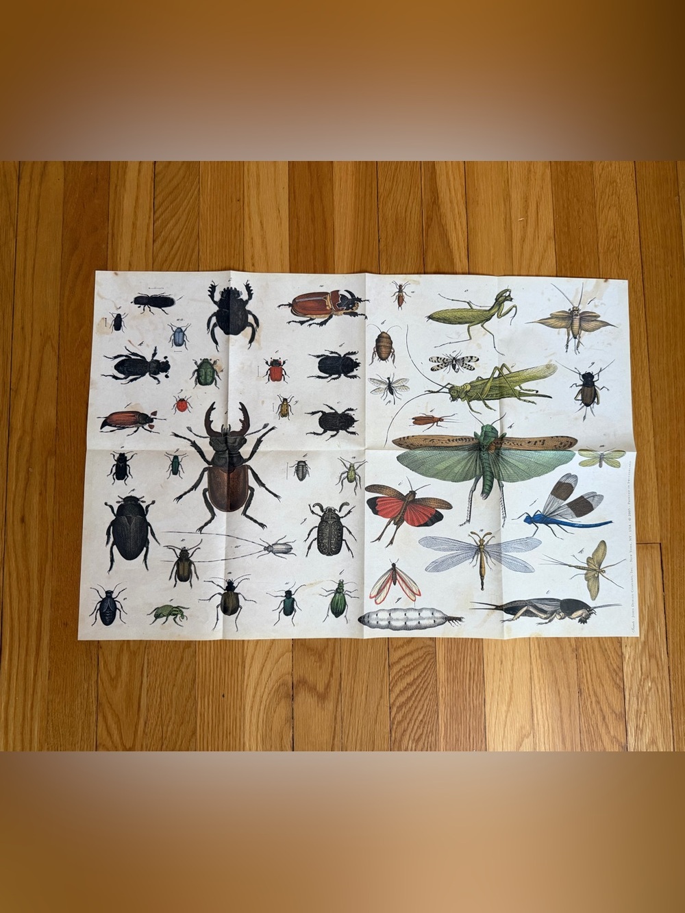 John Derian Vintage Insect Print Poster